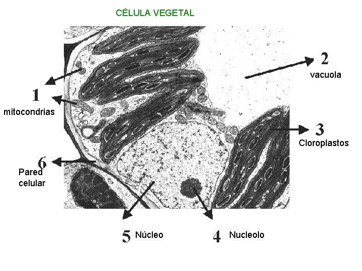 CÉLULA VEGETAL vacuola mitocondrias Cloroplastos Pared celular Núcleo Nucleolo 
