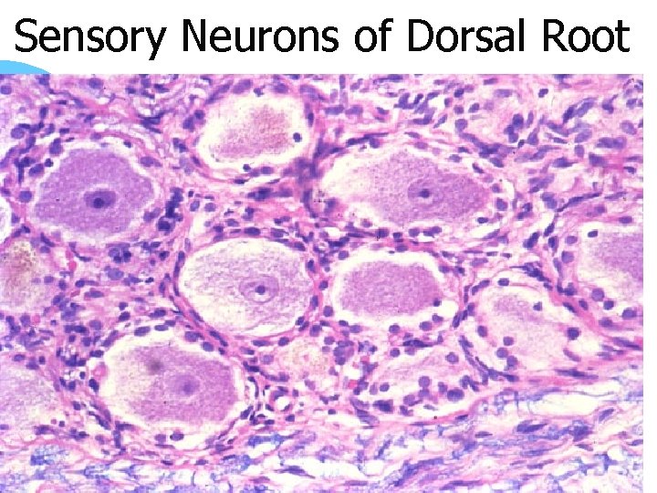 Sensory Neurons of Dorsal Root 