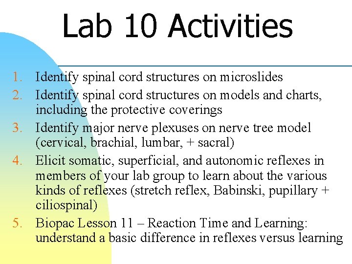 Lab 10 Activities 1. Identify spinal cord structures on microslides 2. Identify spinal cord
