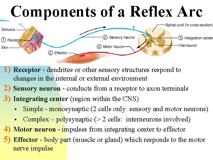 Components of a Reflex Arc 1) Receptor - dendrites or other sensory structures respond