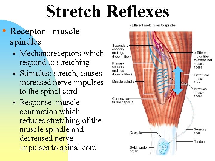 Stretch Reflexes • Receptor - muscle spindles § § § Mechanoreceptors which respond to