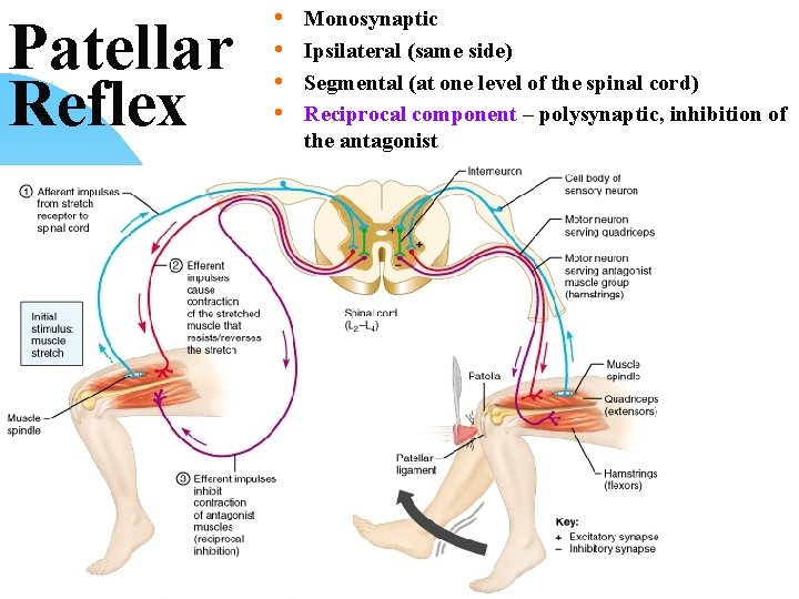 Patellar Reflex • • Monosynaptic Ipsilateral (same side) Segmental (at one level of the