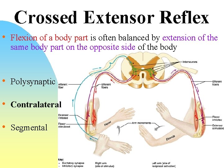 Crossed Extensor Reflex • Flexion of a body part is often balanced by extension