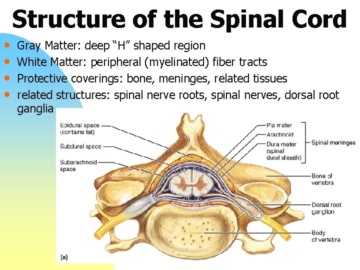 Structure of the Spinal Cord • • Gray Matter: deep “H” shaped region White