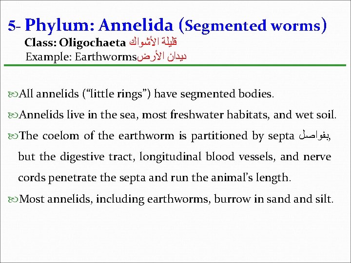 5 - Phylum: Annelida (Segmented worms) Class: Oligochaeta ﻗﻠﻴﻠﺔ ﺍﻷﺸﻮﺍﻙ Example: Earthworms ﺩﻳﺪﺍﻥ ﺍﻷﺮﺽ