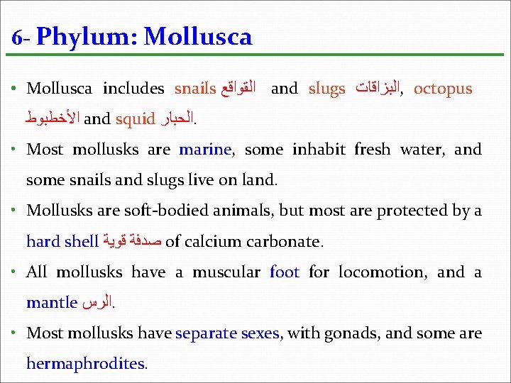 6 - Phylum: Mollusca • Mollusca includes snails ﺍﻟﻘﻮﺍﻗﻊ and slugs ﺍﻟﺒﺰﺍﻗﺎﺕ , octopus