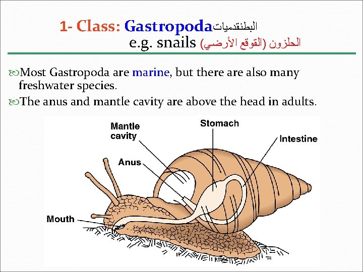1 - Class: Gastropoda ﺍﻟﺒﻄﻨﻘﺪﻣﻴﺎﺕ e. g. snails ( ﺍﻟﺤﻠﺰﻭﻥ )ﺍﻟﻘﻮﻗﻊ ﺍﻷﺮﺿﻲ Most Gastropoda