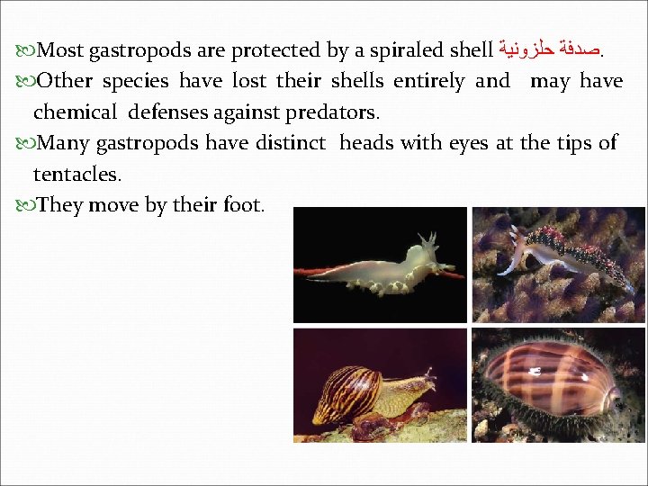  Most gastropods are protected by a spiraled shell ﺻﺪﻓﺔ ﺣﻠﺰﻭﻧﻴﺔ. Other species have