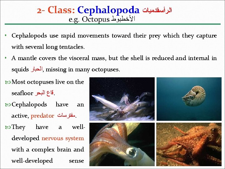 2 - Class: Cephalopoda ﺍﻟﺮﺃﺴﻘﺪﻣﻴﺎﺕ e. g. Octopus ﺍﻷﺨﻄﺒﻮﻁ • Cephalopods use rapid movements