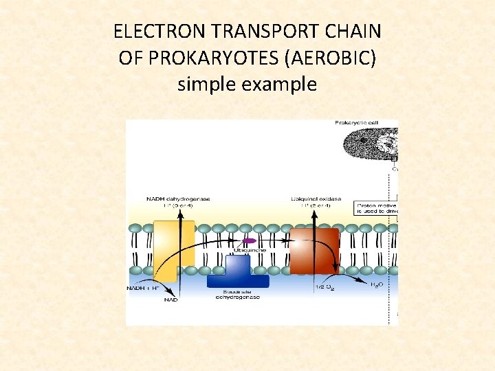 ELECTRON TRANSPORT CHAIN OF PROKARYOTES (AEROBIC) simple example 