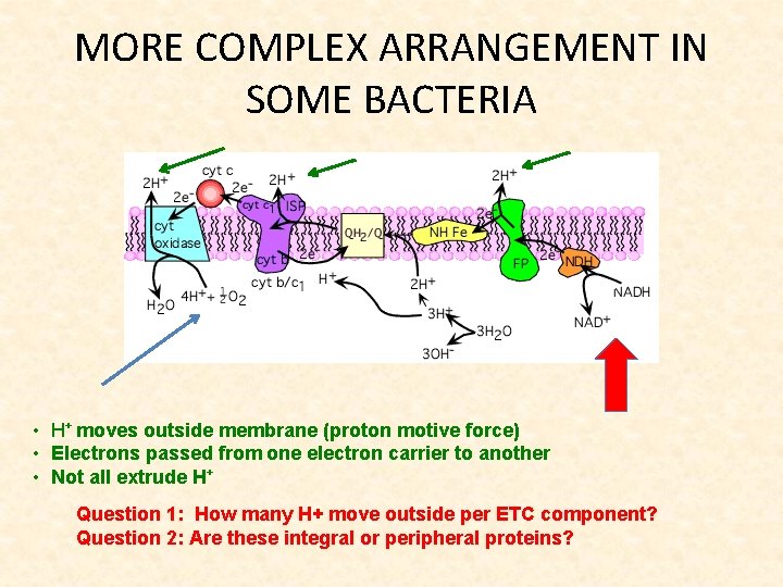 MORE COMPLEX ARRANGEMENT IN SOME BACTERIA • H+ moves outside membrane (proton motive force)
