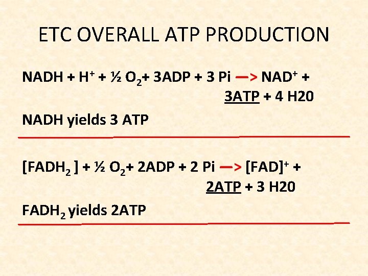ETC OVERALL ATP PRODUCTION NADH + H+ + ½ O 2+ 3 ADP +