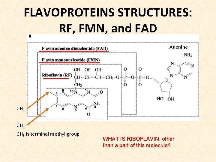 FLAVOPROTEINS STRUCTURES: RF, FMN, and FAD Adenine CH 3 is terminal methyl group WHAT