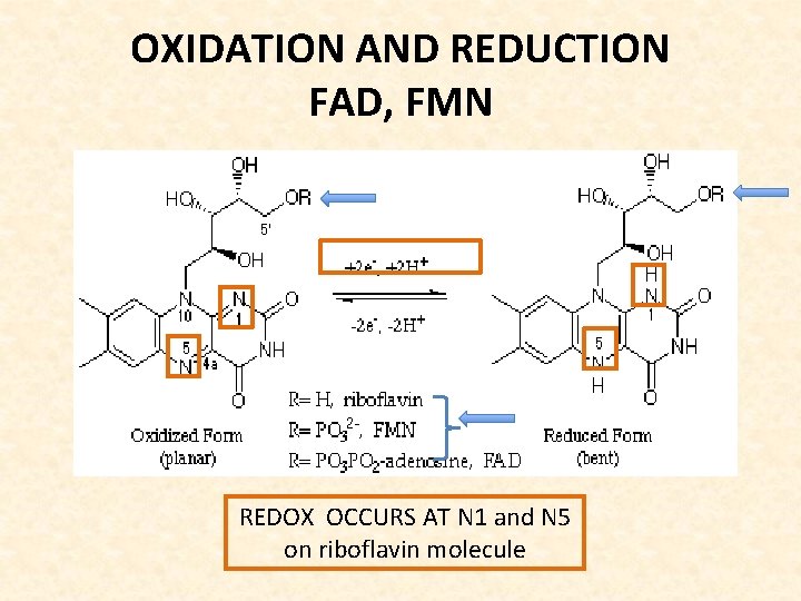 OXIDATION AND REDUCTION FAD, FMN REDOX OCCURS AT N 1 and N 5 on