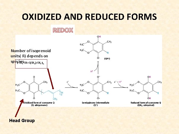 OXIDIZED AND REDUCED FORMS REDOX Number of isoprenoid units( R) depends on species (-CH