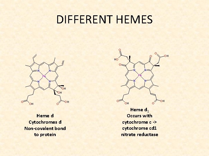 DIFFERENT HEMES Heme d Cytochromes d Non-covalent bond to protein Heme d 1 Occurs