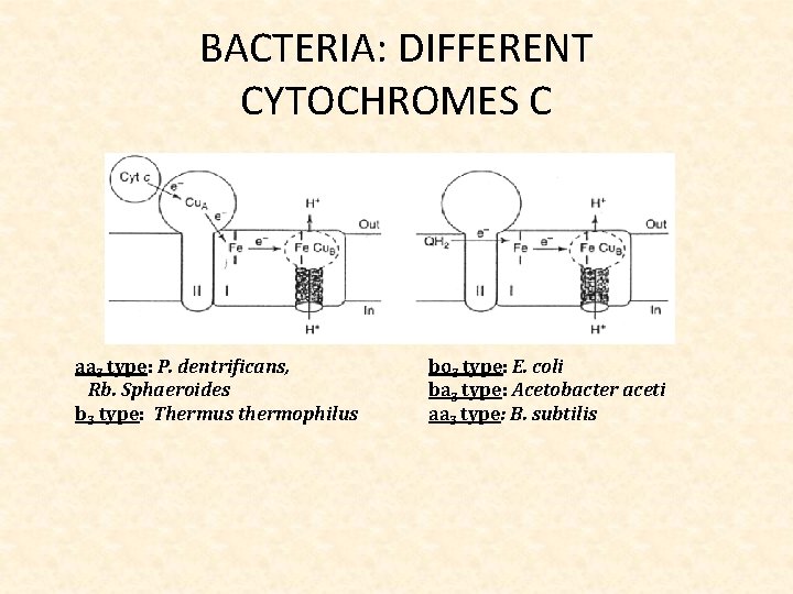 BACTERIA: DIFFERENT CYTOCHROMES C aa 3 type: P. dentrificans, Rb. Sphaeroides b 3 type: