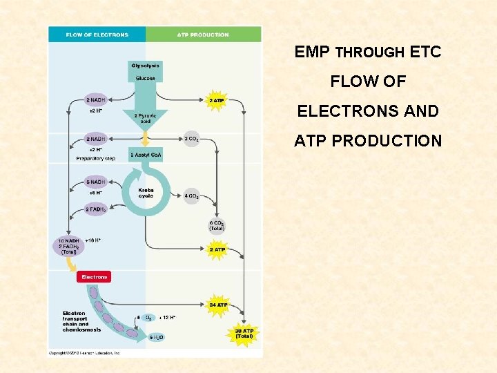 EMP THROUGH ETC FLOW OF ELECTRONS AND ATP PRODUCTION 