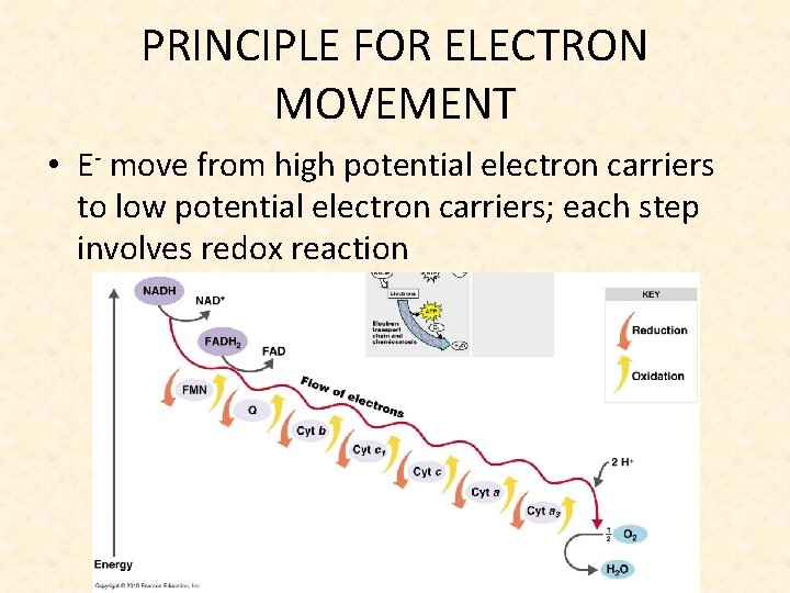 PRINCIPLE FOR ELECTRON MOVEMENT • E- move from high potential electron carriers to low