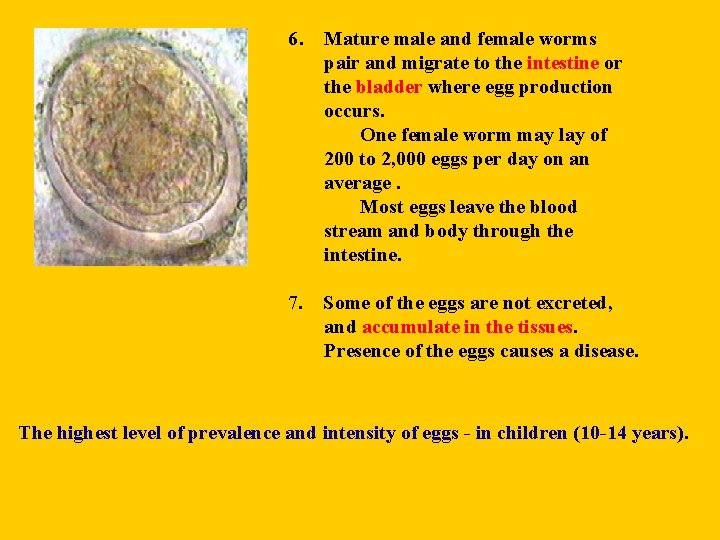 6. Mature male and female worms pair and migrate to the intestine or the
