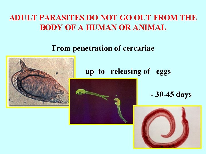 ADULT PARASITES DO NOT GO OUT FROM THE BODY OF A HUMAN OR ANIMAL