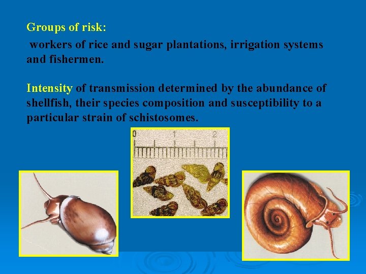 Groups of risk: workers of rice and sugar plantations, irrigation systems and fishermen. Intensity