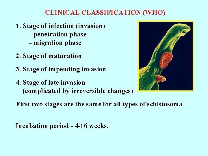 CLINICAL CLASSIFICATION (WHO) 1. Stage of infection (invasion) - penetration phase - migration phase
