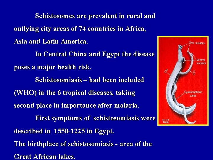 Schistosomes are prevalent in rural and outlying city areas of 74 countries in Africa,