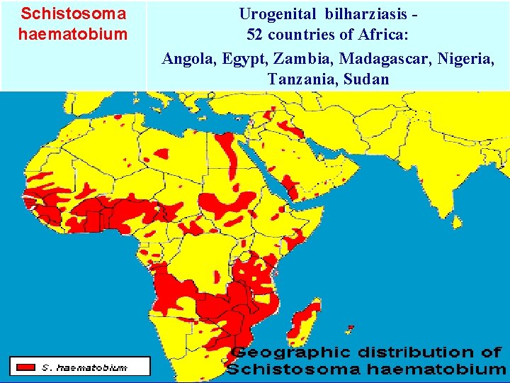 Schistosoma haematobium Urogenital bilharziasis 52 countries of Africa: Angola, Egypt, Zambia, Madagascar, Nigeria, Tanzania,