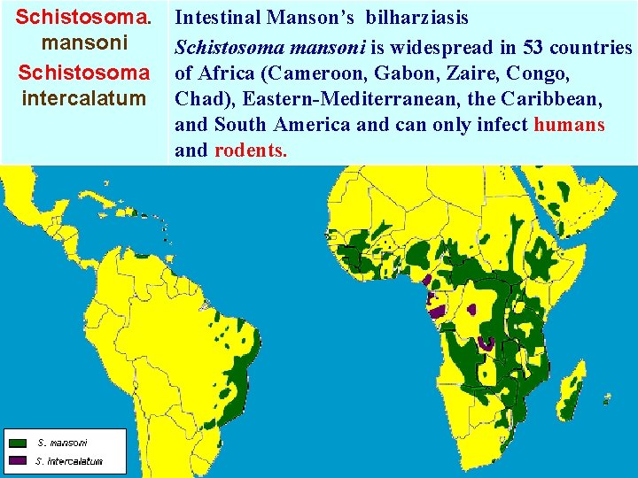 Schistosoma. mansoni Schistosoma intercalatum Intestinal Manson’s bilharziasis Schistosoma mansoni is widespread in 53 countries