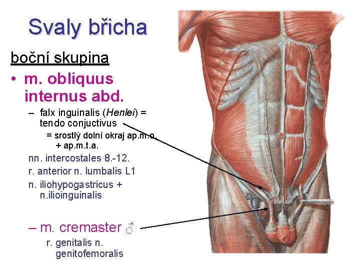 Svaly břicha boční skupina • m. obliquus internus abd. – falx inguinalis (Henlei) =