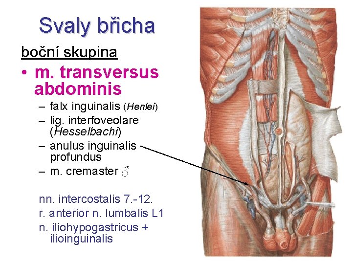 Svaly břicha boční skupina • m. transversus abdominis – falx inguinalis (Henlei) – lig.