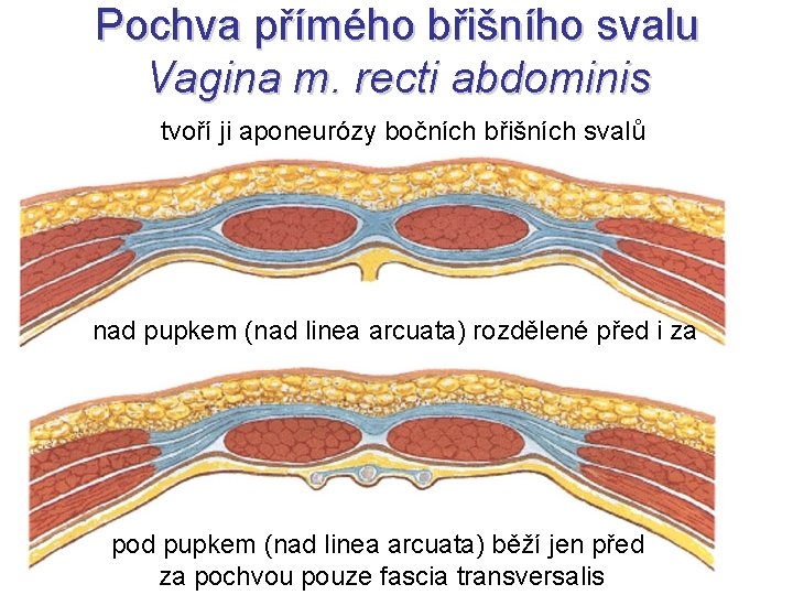 Pochva přímého břišního svalu Vagina m. recti abdominis tvoří ji aponeurózy bočních břišních svalů