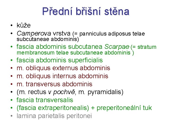 Přední břišní stěna • kůže • Camperova vrstva (= panniculus adiposus telae subcutaneae abdominis)