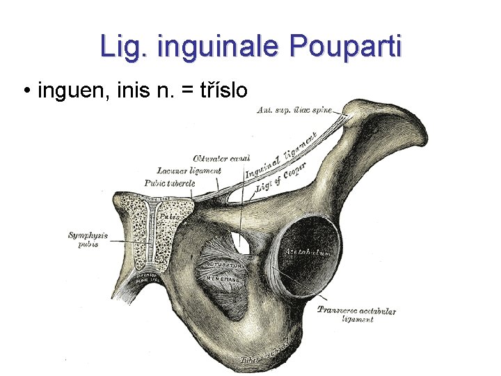 Lig. inguinale Pouparti • inguen, inis n. = tříslo 