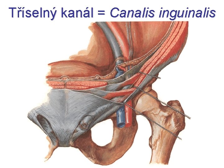 Tříselný kanál = Canalis inguinalis 