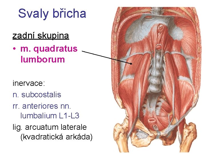 Svaly břicha zadní skupina • m. quadratus lumborum inervace: n. subcostalis rr. anteriores nn.