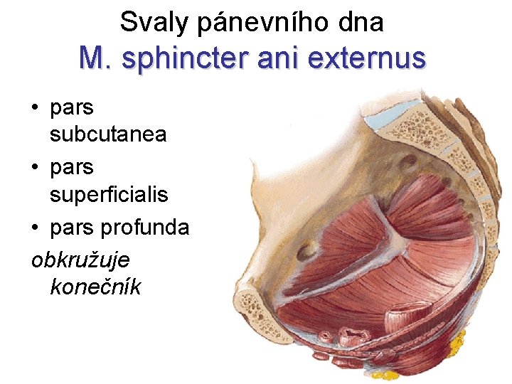 Svaly pánevního dna M. sphincter ani externus • pars subcutanea • pars superficialis •