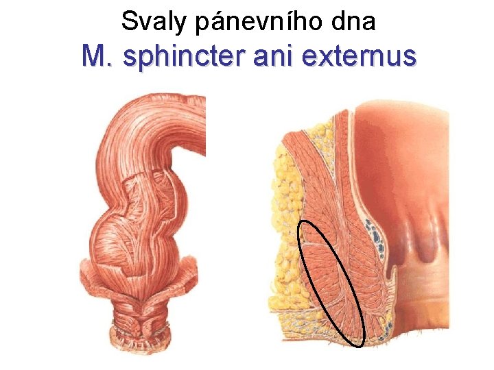 Svaly pánevního dna M. sphincter ani externus 