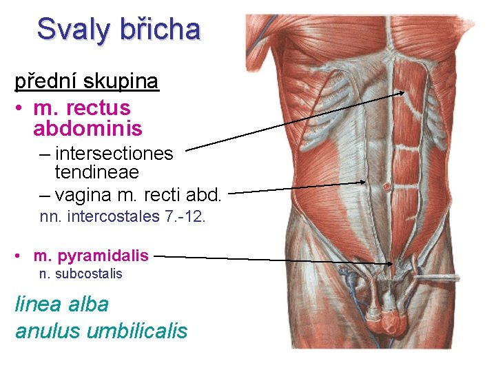 Svaly břicha přední skupina • m. rectus abdominis – intersectiones tendineae – vagina m.