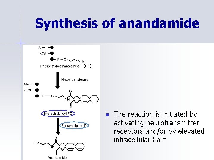 Synthesis of anandamide (PE) n The reaction is initiated by activating neurotransmitter receptors and/or