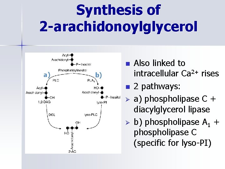 Synthesis of 2 -arachidonoylglycerol n a) b) n Ø Ø Also linked to intracellular