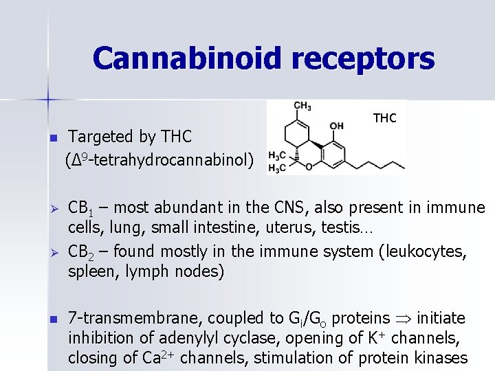 Cannabinoid receptors THC n Targeted by THC (Δ 9 -tetrahydrocannabinol) Ø CB 1 –