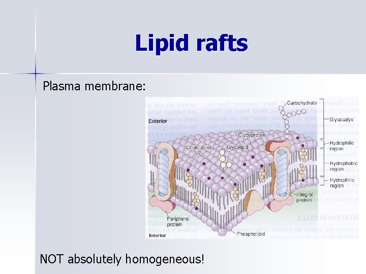 Lipid rafts Plasma membrane: NOT absolutely homogeneous! 