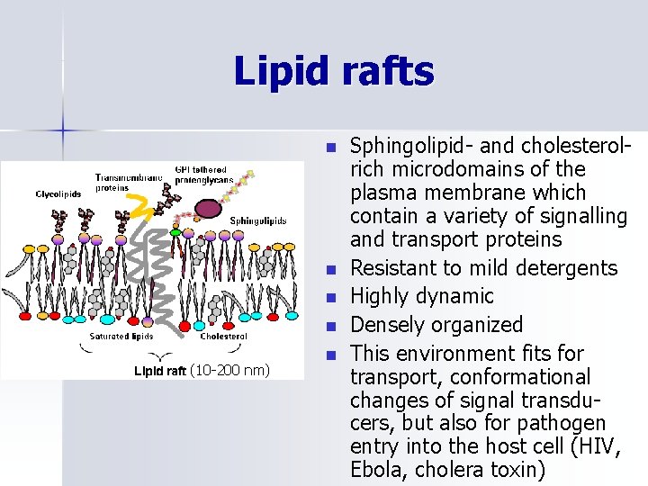 Lipid rafts n n (10 -200 nm) n Sphingolipid- and cholesterolrich microdomains of the