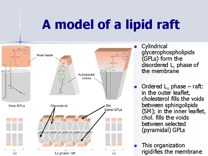 A model of a lipid raft n Cylindrical glycerophospholipids (GPLs) form the disordered Lc