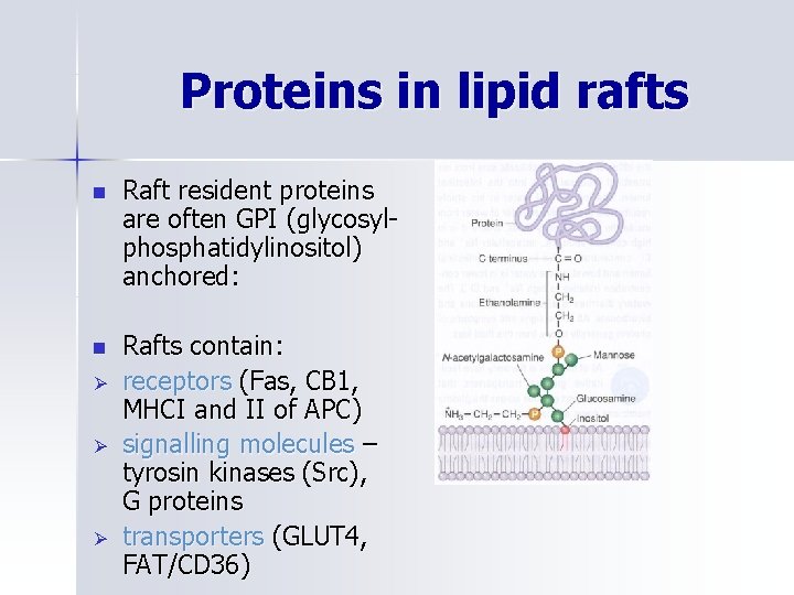Proteins in lipid rafts n Raft resident proteins are often GPI (glycosylphosphatidylinositol) anchored: n