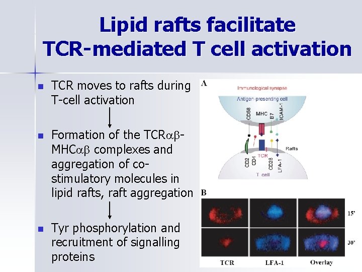 Lipid rafts facilitate TCR-mediated T cell activation n TCR moves to rafts during T-cell