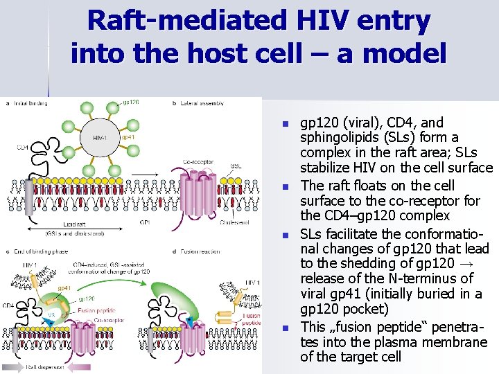 Raft-mediated HIV entry into the host cell – a model n n gp 120