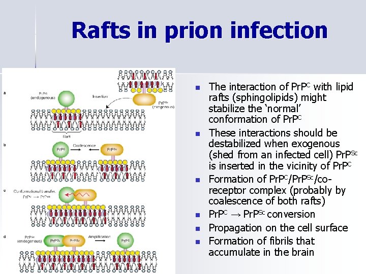 Rafts in prion infection n n n The interaction of Pr. PC with lipid